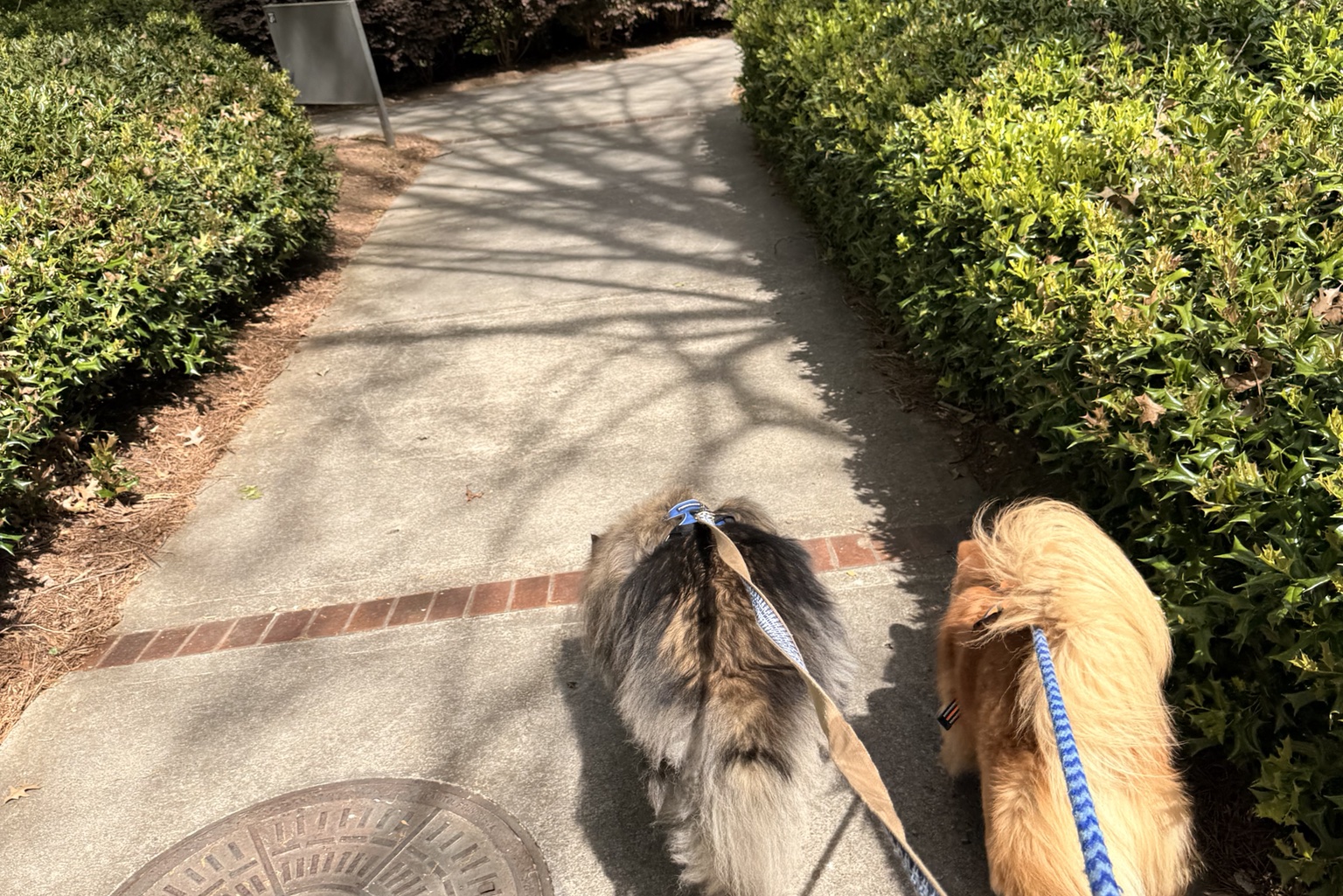 two dogs walking 