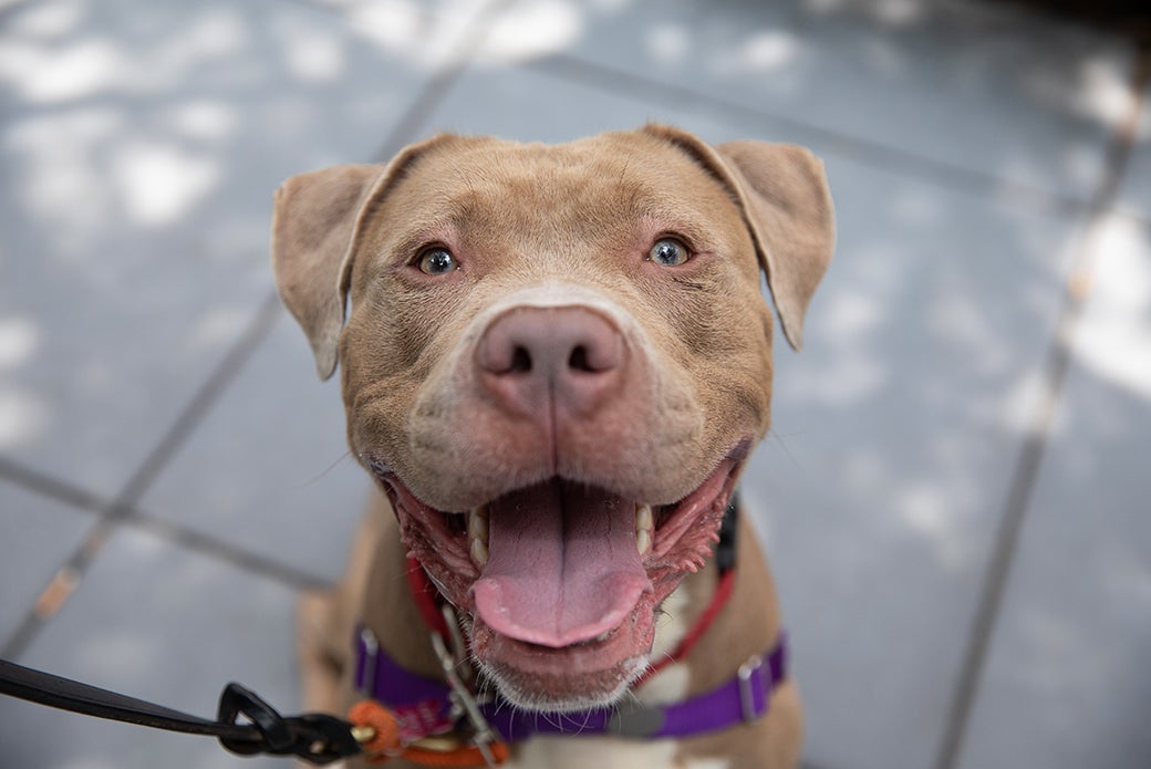 Pit Bull